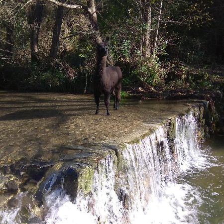 Chambre Cevennes: Piscine, Lamas, Riviere Cros  Luaran gambar
