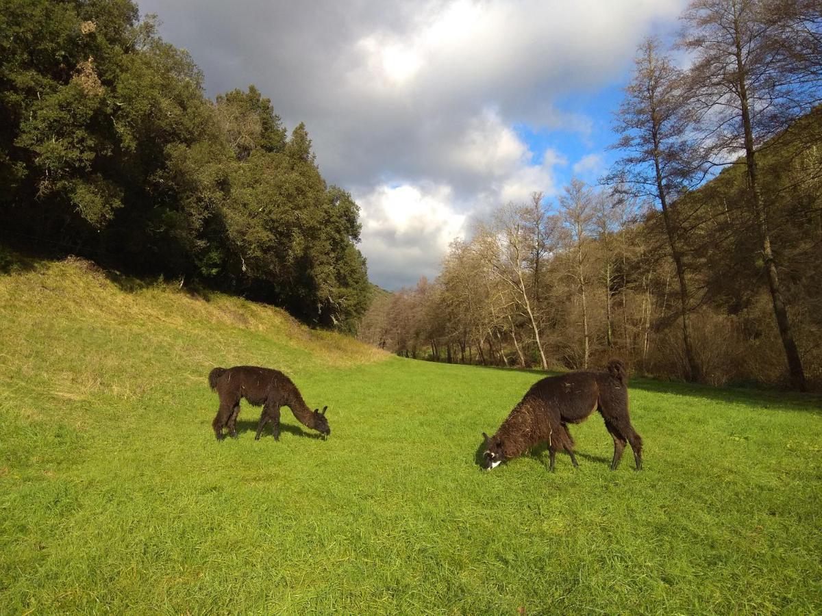 Chambre Cevennes: Piscine, Lamas, Riviere Cros  Luaran gambar