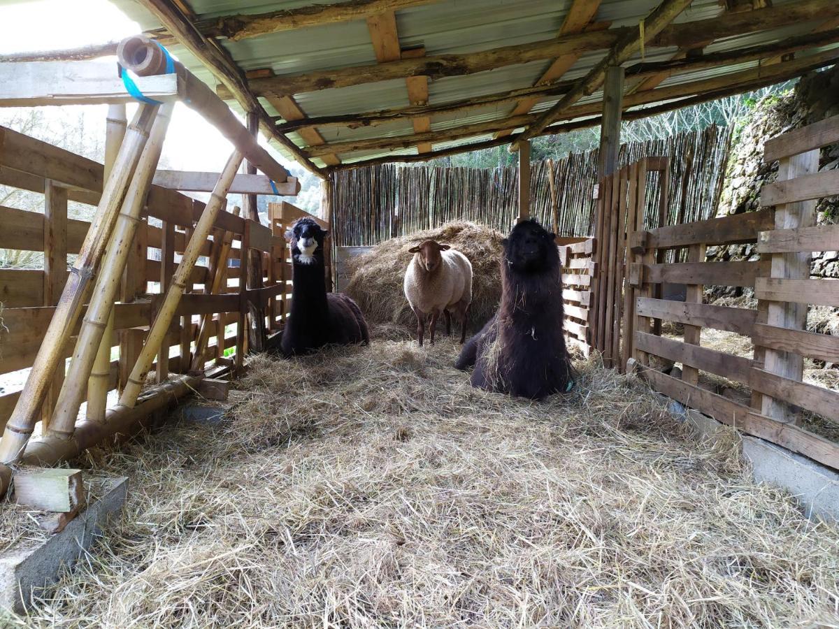 Chambre Cevennes: Piscine, Lamas, Riviere Cros  Luaran gambar