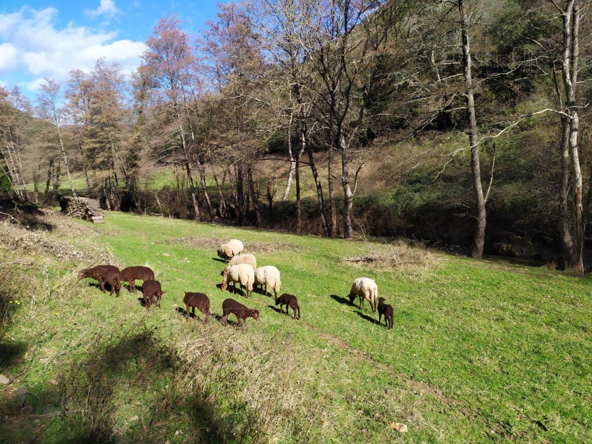Chambre Cevennes: Piscine, Lamas, Riviere Cros  Luaran gambar