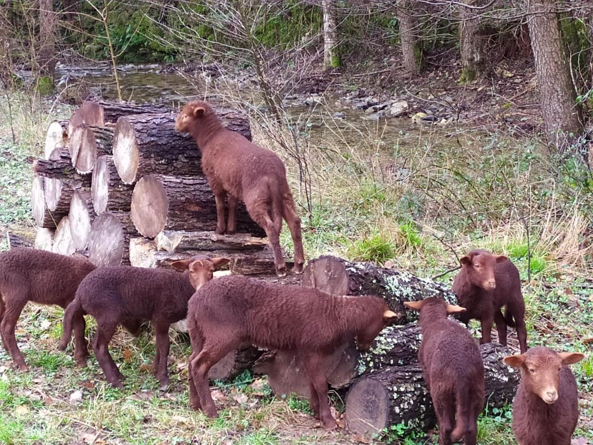 Chambre Cevennes: Piscine, Lamas, Riviere Cros  Luaran gambar